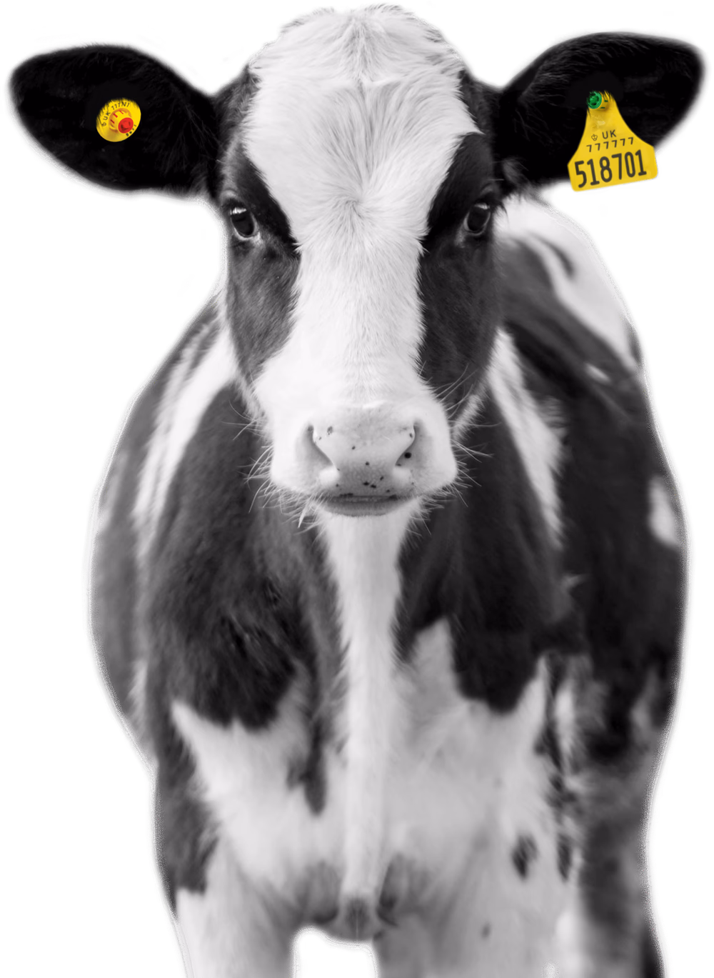 A portrait of a calf with Nordic Star ear tags.